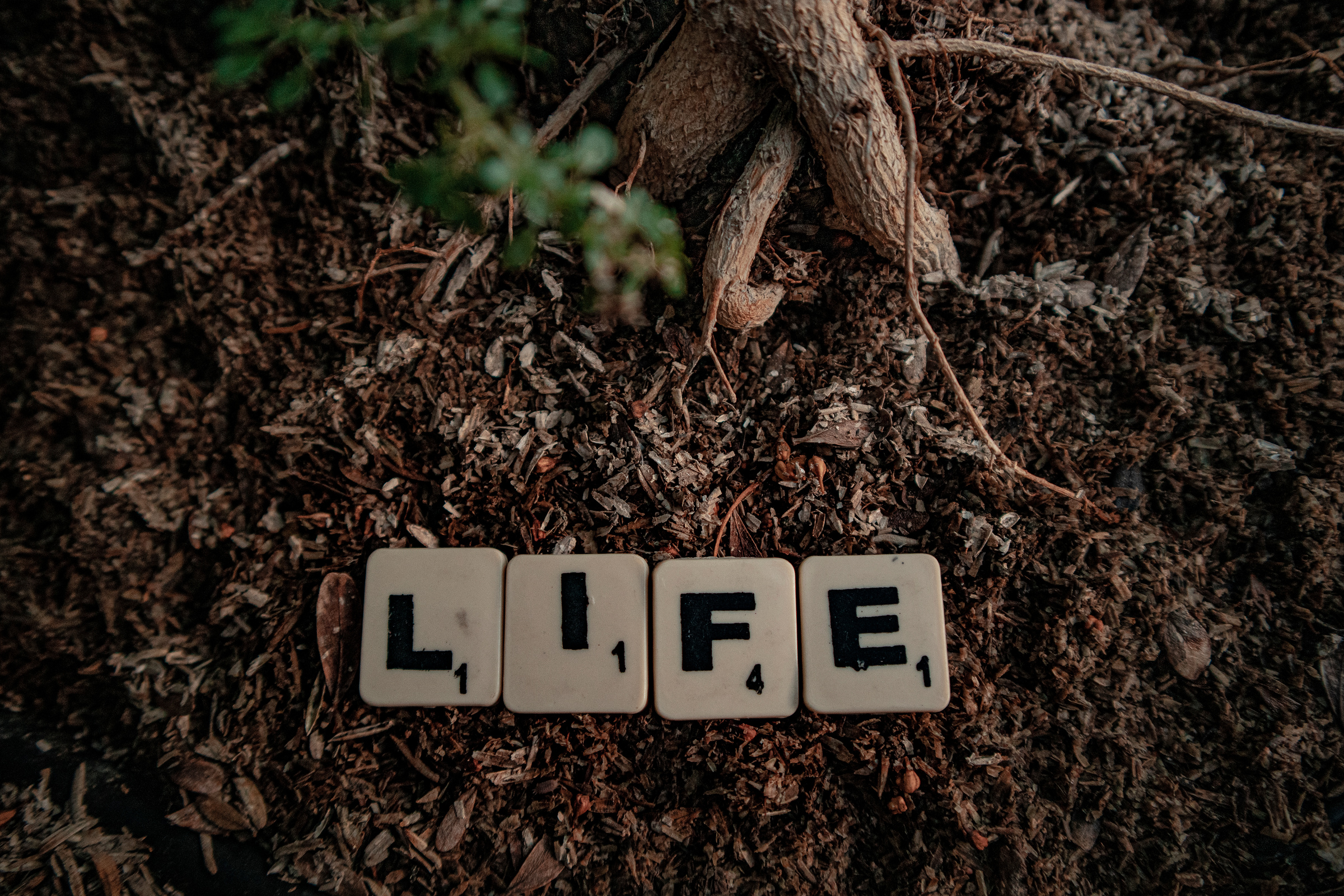 Scrabble Tiles on Soil Spelling the Word Life